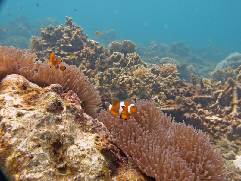 Clown Fish